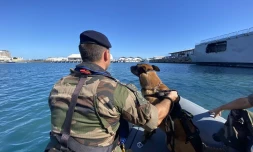 Marine Nationale : à terre ou en mer, les soldats et leurs chiens ne font qu'un