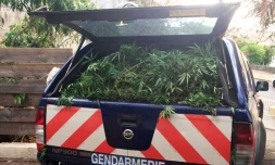  200 pieds de zamal saisis par la gendarmerie à Saint-Paul 