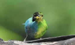 Photo publiée par le photographe amateur colombien John Murillo montrant un Tangara émeraude (Chlorophane spiza) dans une réserve du département de Caldas, dans le centre-nord de la Colombie, le 22 mai 2022