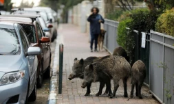 Des sangliers barrent la roue à un passant et son chien à Haïfa, dans le nord d'Israël, le 5 décembre 2019