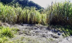 Saint-André : le corps calciné d’un homme retrouvé à l'arrière d'un véhicule