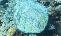 La tortue Hiruma repérée blessée, un trou en bas de carapace