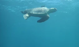La tortue Tom entame sa longue migration