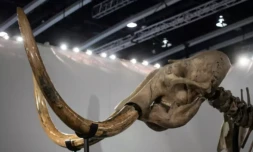 Des scientifiques dévoilent à Amsterdam une boulette géante de viande cultivée en laboratoire d'un mammouth laineux, une espèce éteinte ( AFP / Philip FONG )