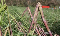 Garance : La Réunion, l'île en phase de sauvegarde
