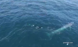 En Californie, des orques attaquent une baleine bleue