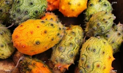 reportage légumes et fruits 