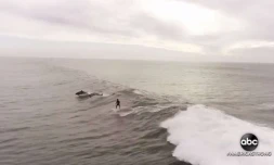 Surfeur avec dauphins