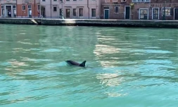 Italie : des dauphins observés dans le Grand canal de Venise