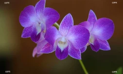 orchidées