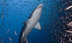 Requin