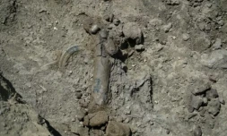 Des fossiles d'hippopotames nains "datant de 350.000 ans" découverts lors de fouilles sur le mont Katharo, sur l'ßle de CrÚte, le 17 juillet 2023 ( AFP / Jason TAVALAS )