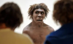 Une représentation de Néandertal au musée national de Préhistoire, le 2 juillet 2008 aux Eyzies-de-Tayac en Dordogne ( AFP / PIERRE ANDRIEU )