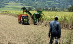 campagne sucrière