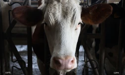 vaches 
