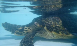 Une tortue imbriquée est recherchée par Kelonia, avec un filet et un hameçon dans la bouche