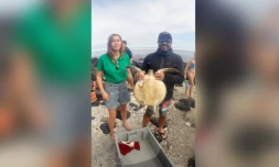 juliette la tortue verte relâchée