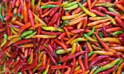 piment 