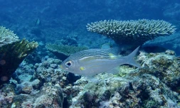 Des scientifiques étudient les récifs coralliens des I'Îles Eparses