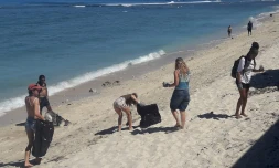 Saint-Paul : brosses à dents et casque de chantier, les bénévoles de l'association Surfrider nettoient la plage