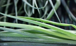 Légumes 