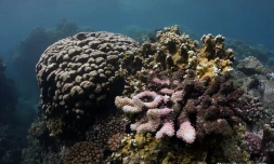 Les Lataniers la Possession 