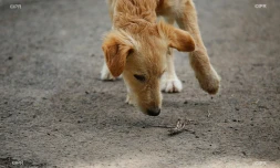 chiens 