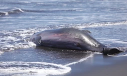 Sainte-Marie : un cachalot nain de deux mètres échoué sur la plage