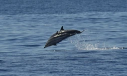 Des dauphins bleus et des cachalots nains observés vers la NRL 