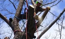 chantier d\'élagage et d\'abattage