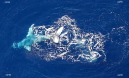baleines