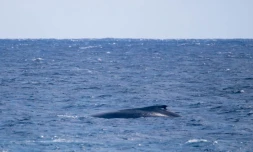 Une baleine et son petit observés au large de Saint-Leu
