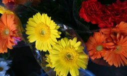 Fleurs