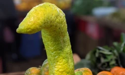 Saint-Joseph : un drÎle de citron sur le marché forain