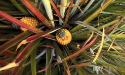 Ananas 
