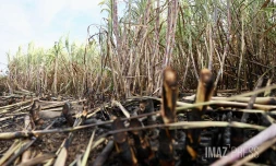 L'est de l'île en proie aux incendies ce dimanche [?]