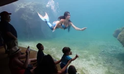 Spectacle vivant Kelonia