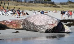 Une baleine échouée sur la plage de Penmarc'h le 13 août 2019