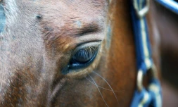 chevaux 