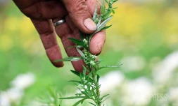 tisaneur alexis thiburce