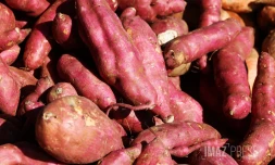 patates douce 