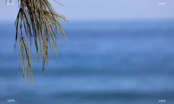 météo réunion 