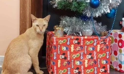 Mozart, le chat du conservatoire