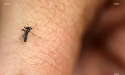 Dengue