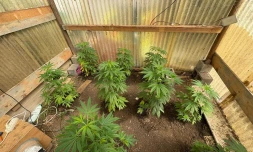 Saisie cannabis