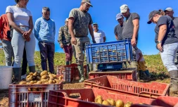 Le Tampon : 8e Ă©dition de la FĂȘte de la pomme de terre