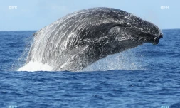 Baleines