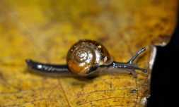 L'escargot sauteur, l'espèce invasive qui menace vanille et orchidées