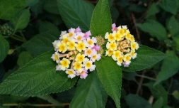 8 août - Plant' Péi