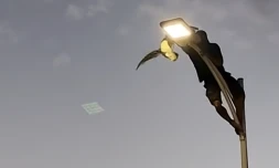 [Vidéo] Mexique : il risque sa vie pour sauver un goéland coincée en haut d'un lampadaire